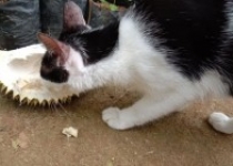 Weech Heboh Kang Kucing Ini Pemakan…