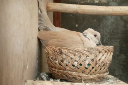 Breeding Burung Anggungan Puter Pelung Menjanjikan  Kini Usaha Banyak Di Lirik 