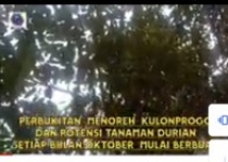Menanti Potensi Panen Durian 2024