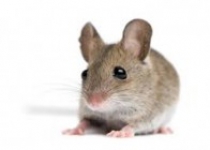 Serangan Tikus Meraja Lela, Mengerikan…