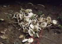 Pokdarwis Wonosari Semoyo Patuk…