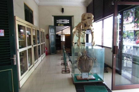 Melihat keragaman hayati ewat museum biologi Yogyakarta mby