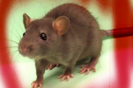 Warga Pilangrejo Cegah Penyebaran Leptospirosis Yang di Sebabkan Tikus
