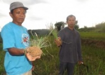 Tanaman padi membusuk petani Ngenep…