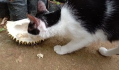 Weech Heboh Kang Kucing Ini Pemakan…