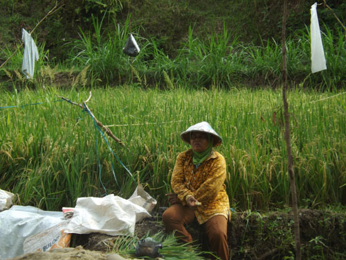 DUKUNGAN IRIGRASI CUKUP  YOGYAKARTA SIAP SWASEMBADA PANGAN