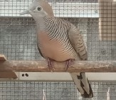 BREEDING PERKUTUT AD BF KLATEN…