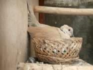 Breeding Burung Anggungan Puter…