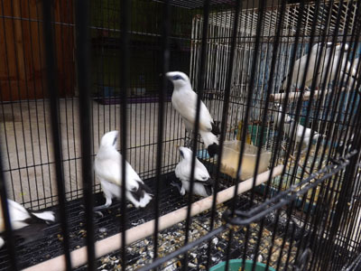 Mau beternak burung jalak bali  & Jalak mandarin cari bibit dan induk ? ini dia infonya