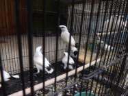 Mau beternak burung jalak bali…