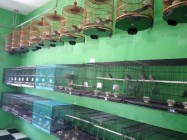 Hobi Burung Tak Pernah Lengkang…