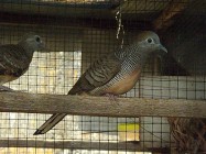 Beternak burung perkutut prospeknya…