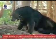 Taman Safari Solo Tempat Rekreasi…