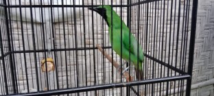LOMBA BURUNG BERKICAU Di DY SUDAH…
