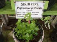 Manfaat Tumbuhan Sirih Cina 'Peperomia…