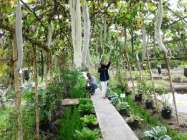 YOGJA YOUTH FARMING" BEROPSESI…