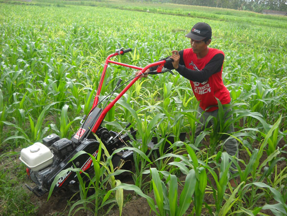Penggemburan tanah sebelum masa tanam jagung 