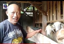 Pak Ustad Kembangkan Breeding Kambing…