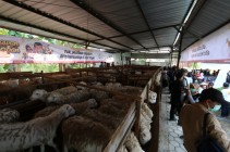 Idul Adha 1000 Hewan Qurban di…