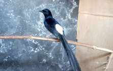 EVENT BURUNG OCEHAN BANYUNIBO BOKOHARJO…