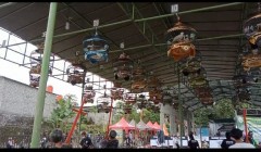 Lomba Seni Suara alam Burung Puter…