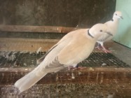 Live Latpres Burung Puter Kelas…