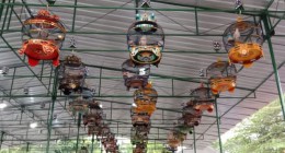 Lomba Burung Puter Kembali Bergairah…