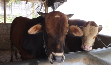 Saat Idul Adha 'Berqurban Domba- Kambing, Sapi & Onta  Umur Brapa Pak Kyai ? 