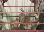 Breeding cucakrawa tahun pertama…
