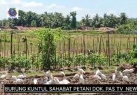PAK PETANI GARAP SAWAH DI TEMANI…