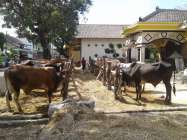 Ayo Mengintip Harga Sapi Qurban…