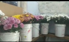 Nirwana Florist Toko Bunga Terlengkap…