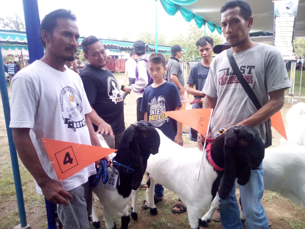 Jogja Exotarium Rayakan Ulang Tahun Dengan Mengelar Kontes Kambing Kaligesing