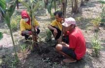Lasiyo Jelaskan, Bedanya Pisang…