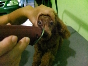 TIPS MERAWAT ANJING DENGAN SALON ‘VERONIKA RATNAWATI LULUSAN AMERIKA 