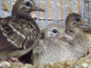 Usaha Dan Budidaya Burung Perkutut…
