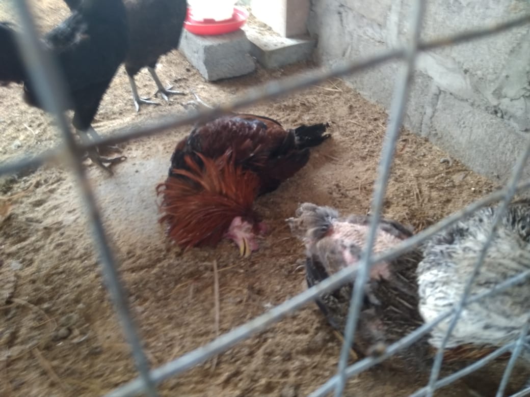  Ironis, Ayam Koleksi di JATP Yogya Ada Yang Tergeletak Mati