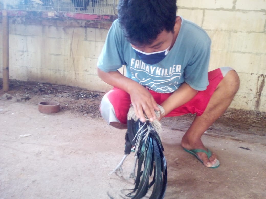  Ayam Jago Nagadori Jantan Berekor Panjang  1 Meter Tembus Jutaan Rupiah