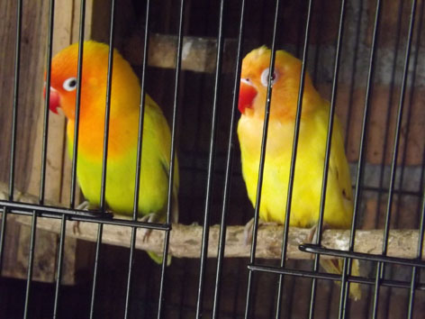 Burung Love Bird Jadi Primadona Lomba Burung 