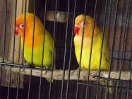 Burung Love Bird Jadi Primadona…