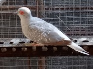 Akibat Pandemi Peternak Burung…