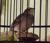 Burung Branjangan Berkicau Cerdas…