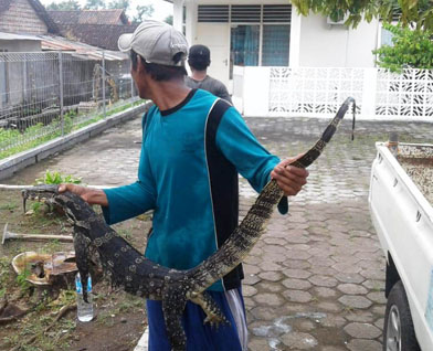 Biawak akan serang petugas pembersih sedimen di tangkap 