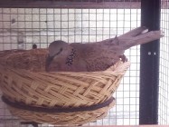 Breeding burung anggungan derkuku…