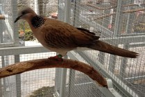 Beternak Burung Derkuku Prospeknya…