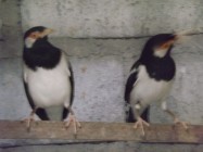 Breeding burung jalak suren menguntungkan…