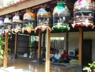 Penggemar perkutut di zaman milenial…
