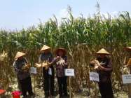 Jagung menguntungkan mampu menghasilkan…