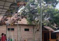 Hobi burung anggungan tahun baru…
