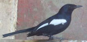 Inilah kicauan burung kacer talenta…
